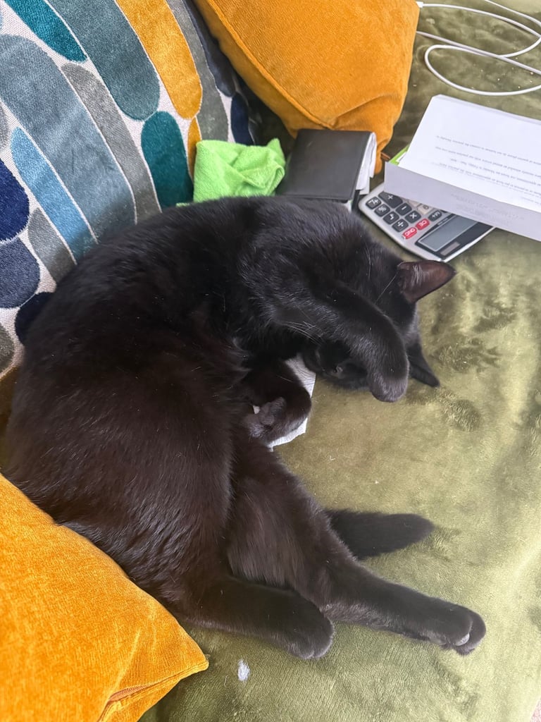 Bombay Cat