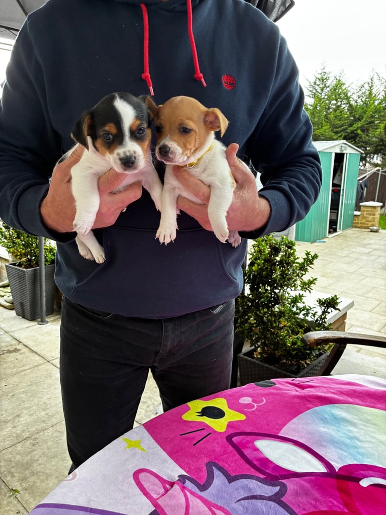 Jack Russell
