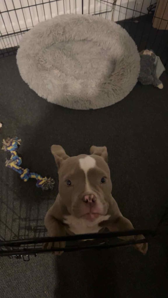 Micro Pocket Bully Puppy Bruno