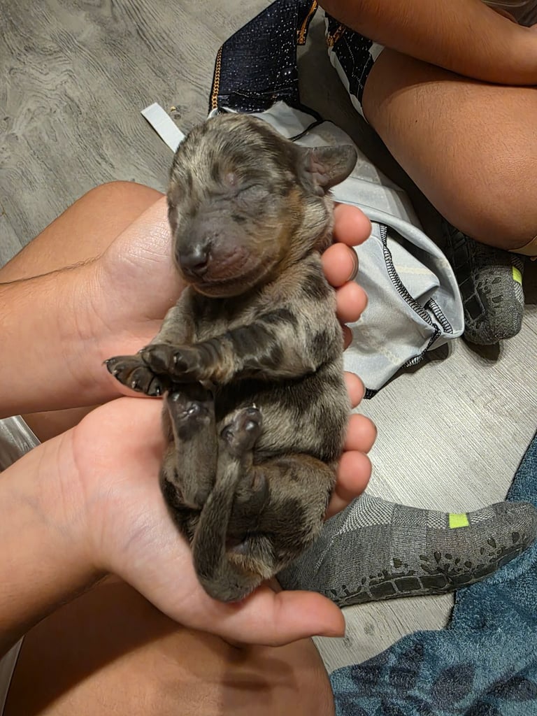 Miniature dachshunds 
