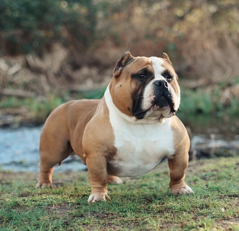 American bully pocket for sale 