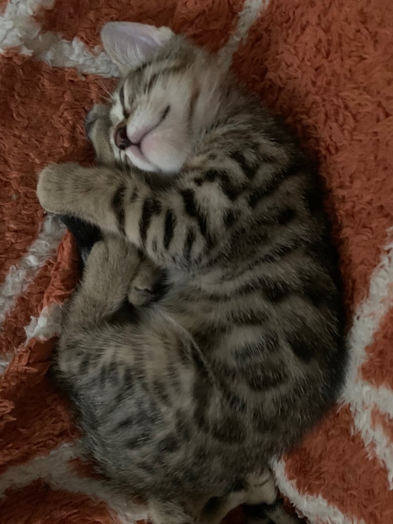 3 beautiful bengal kittens 10 weeks old 