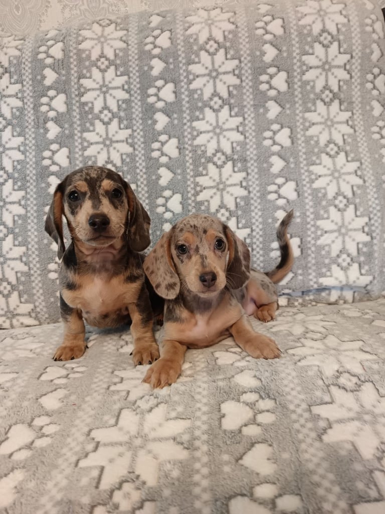 Miniature dapple Dachshunds 