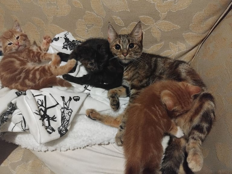 3 adorable 7 week old kittens looking for their forever home