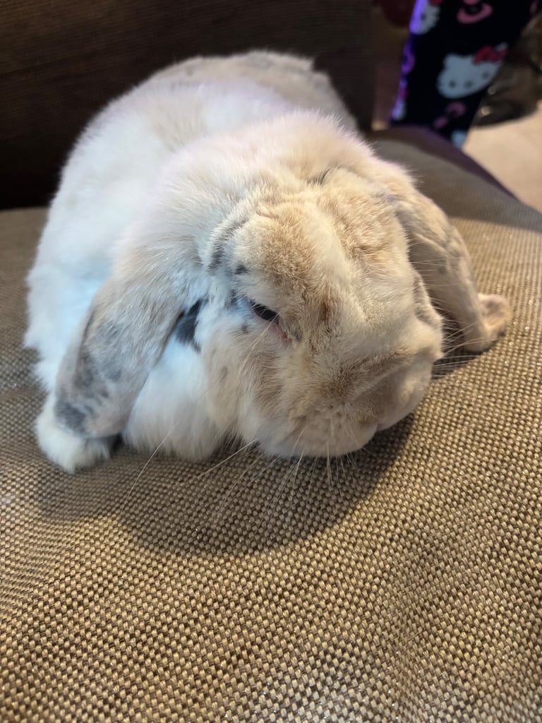 Lop eared rabbit 2 years old