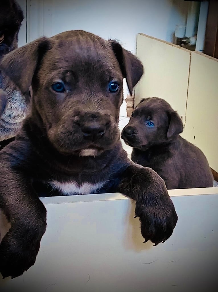 Cane Corso × Belgian Malinois Puppies 3/4 left 