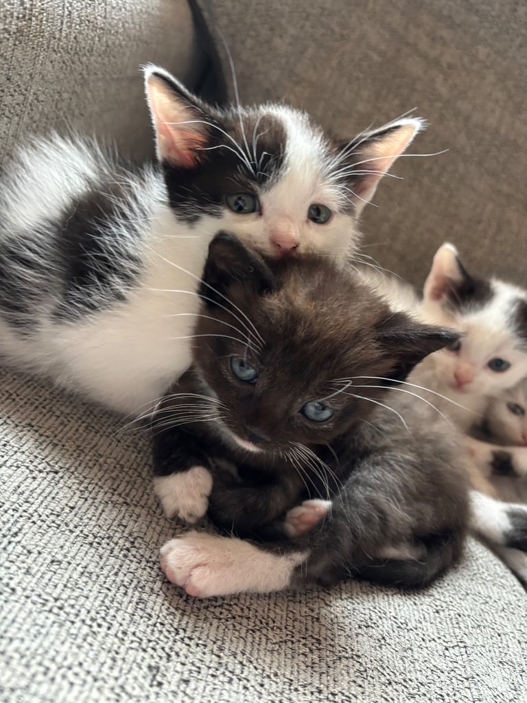 Kittens 9 weeks old male & female