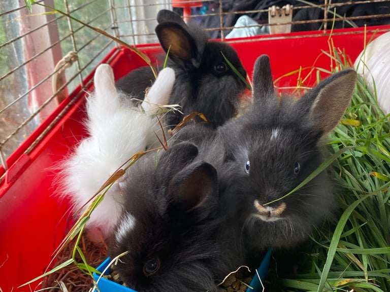The lion head cross lop