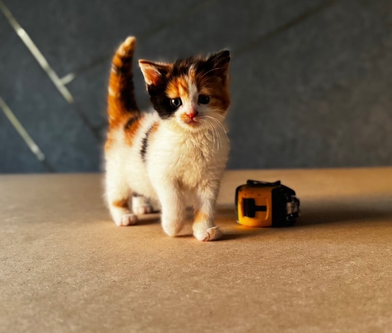 kittens looking for a new home 