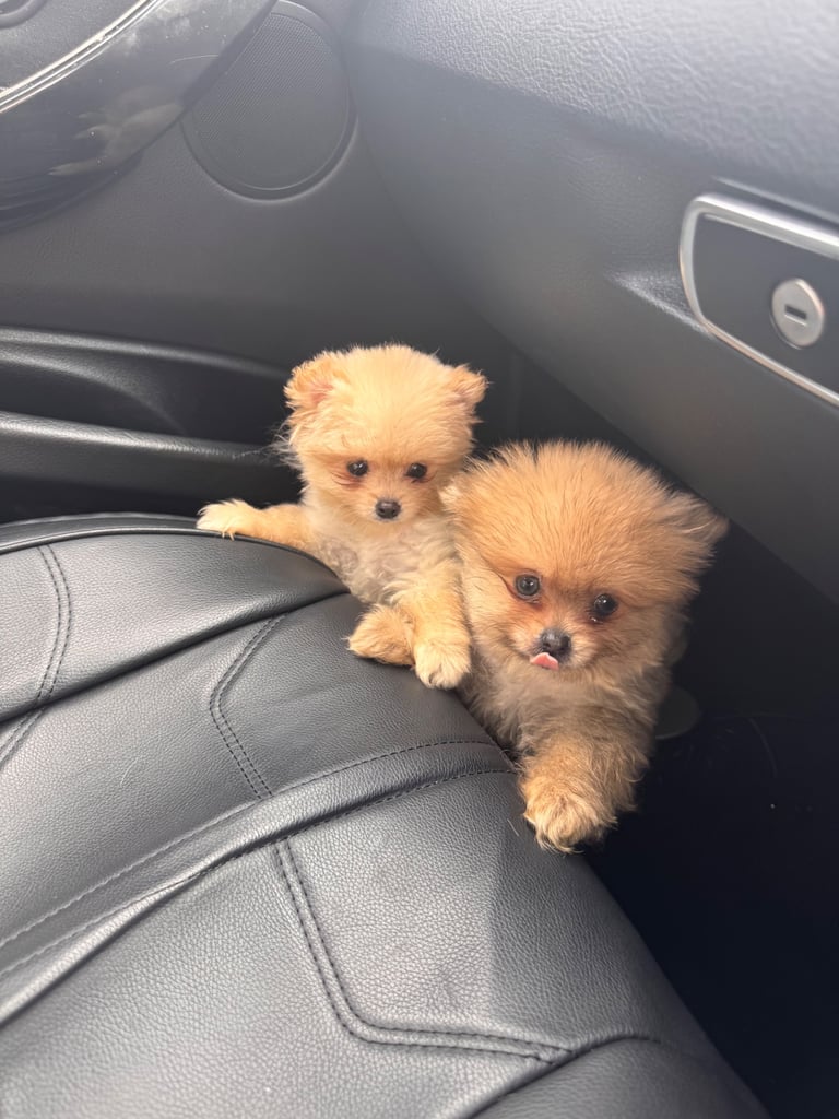 Small teddy Pomeranian puppy boy (brown) 