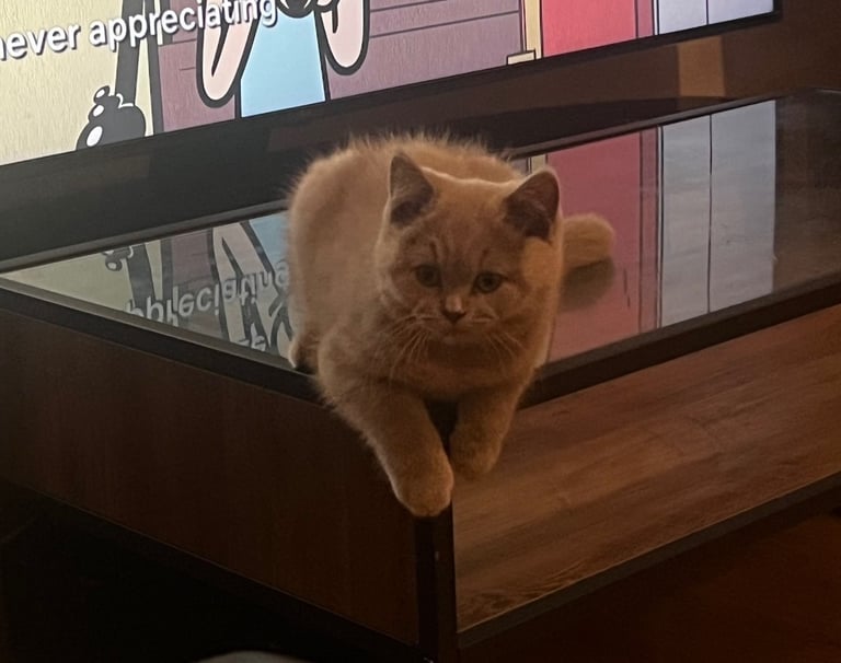 British Shorthair Kitten for Sale (Male)