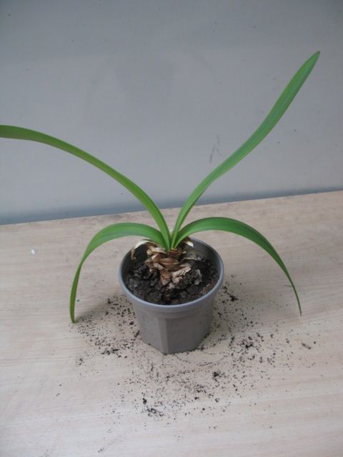 Amaryllis plant