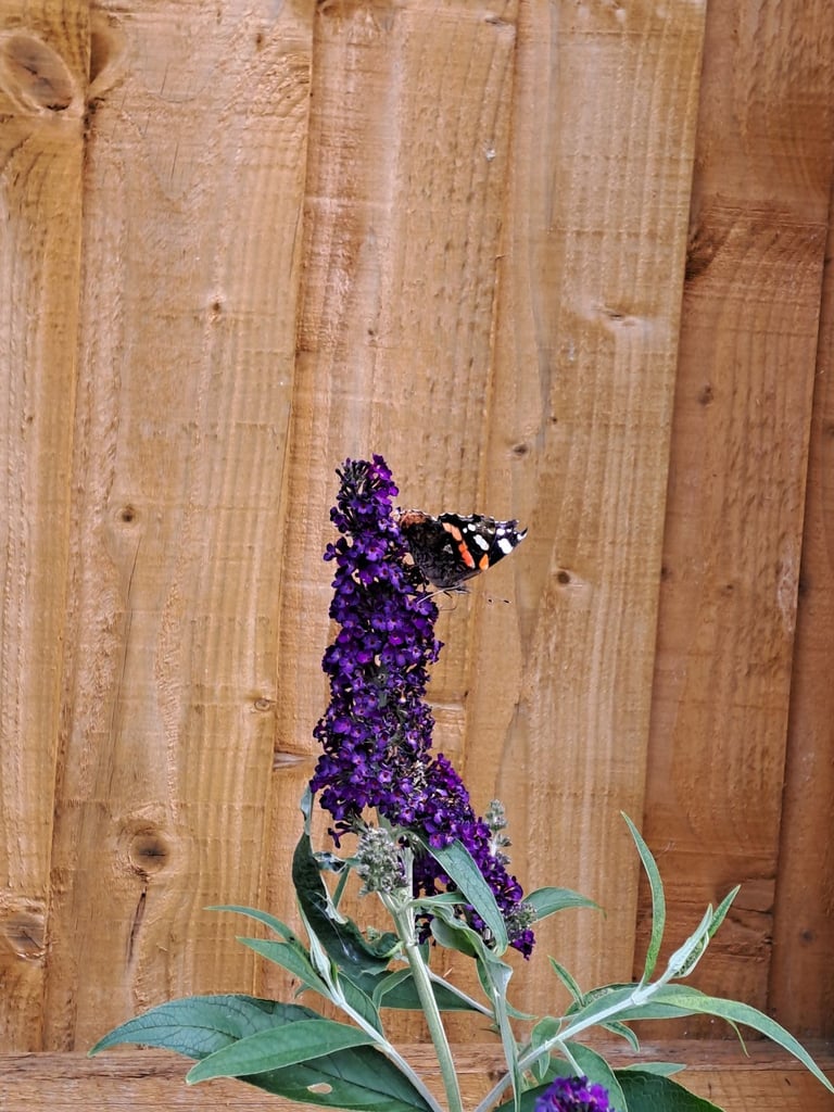 image for Buddleia dark purple plant