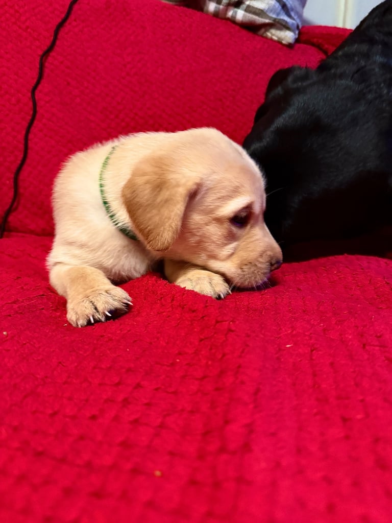 Labrador Pups - 7 Left! 
