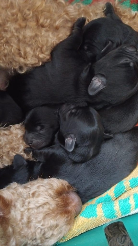Miniature poodle cross frech bulldog puppies 