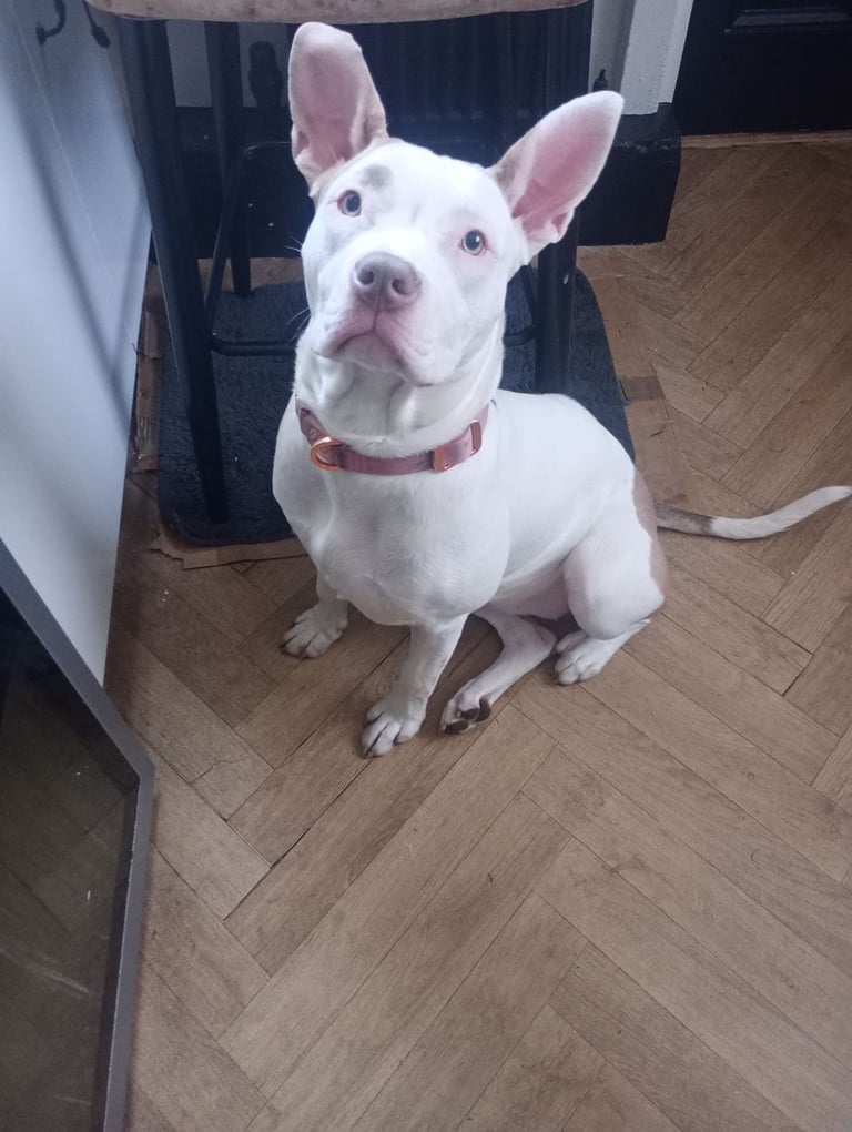 Mixed breed for sale 