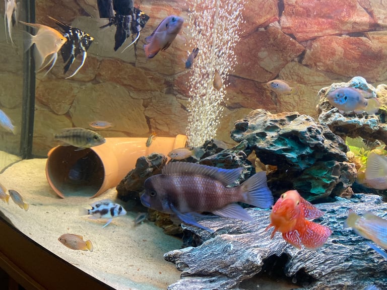 Tanks and fish for sale.