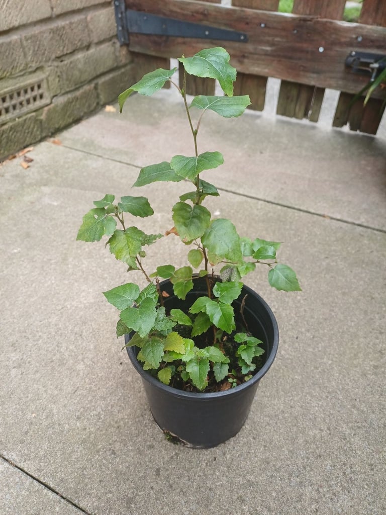 image for Silver Birch Tree Saplings