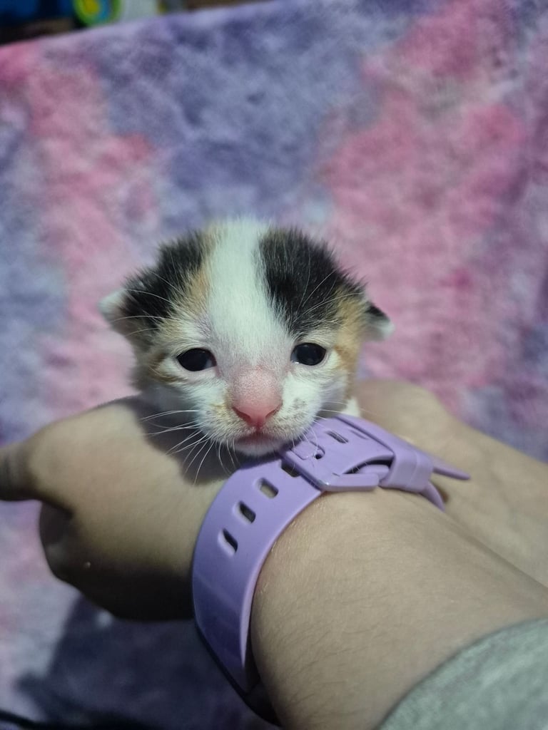 Gorgous kittens long & short haired