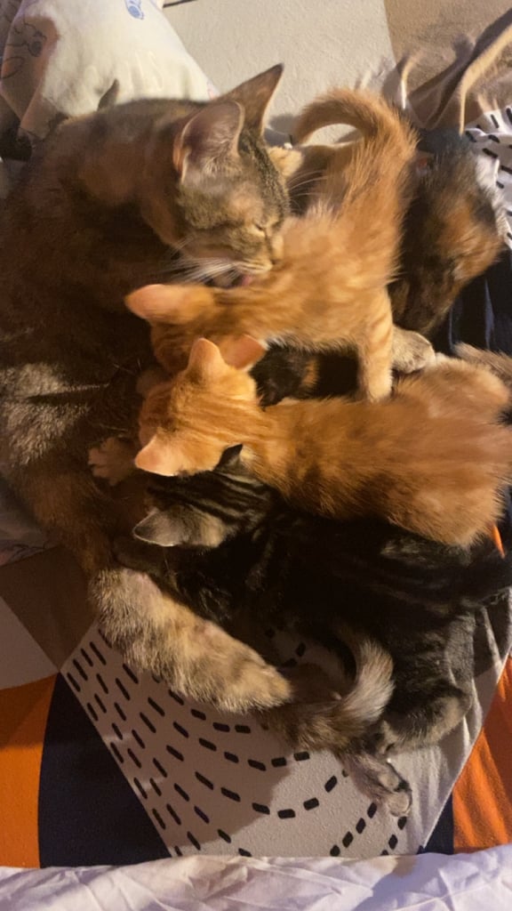 5 beautiful kittens