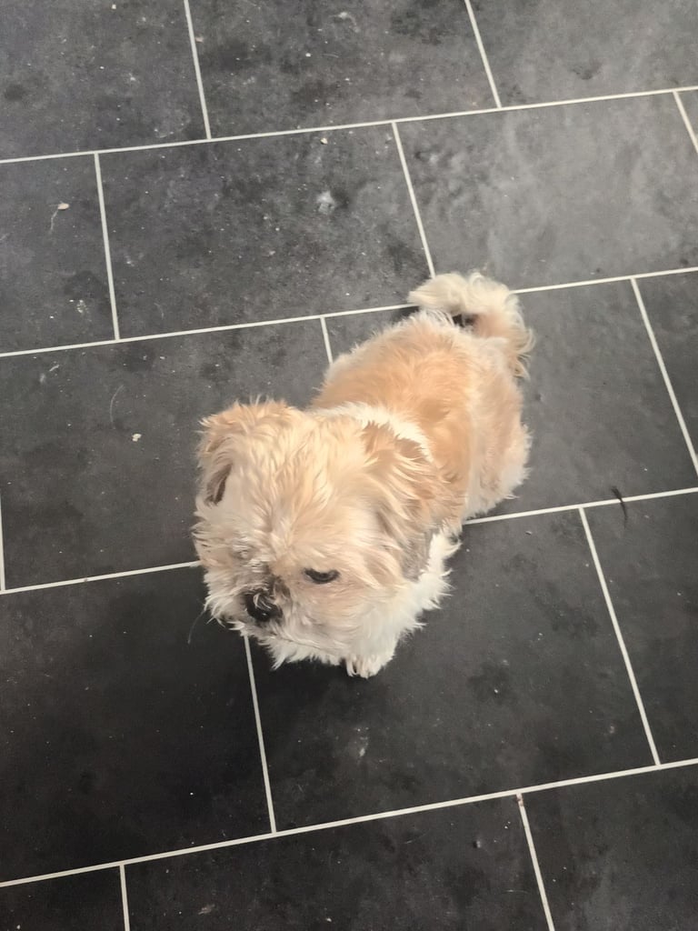 Female & Male Shihtzu siblings