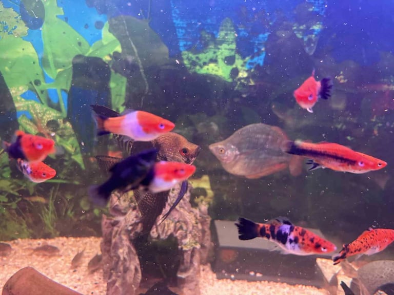 Tropical fish and shrimps 