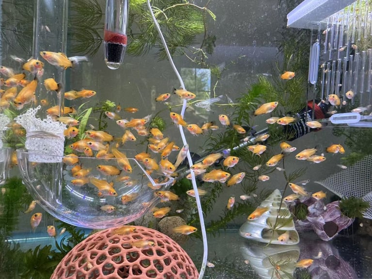 Small platys and Guppys for sale £1 each-Fish only