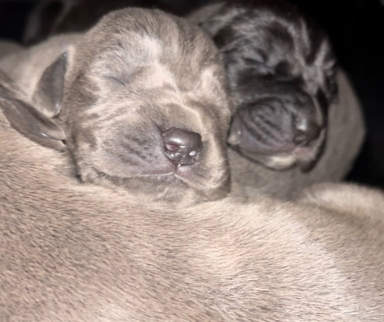 Stunning KC registered Great Dane Puppies 