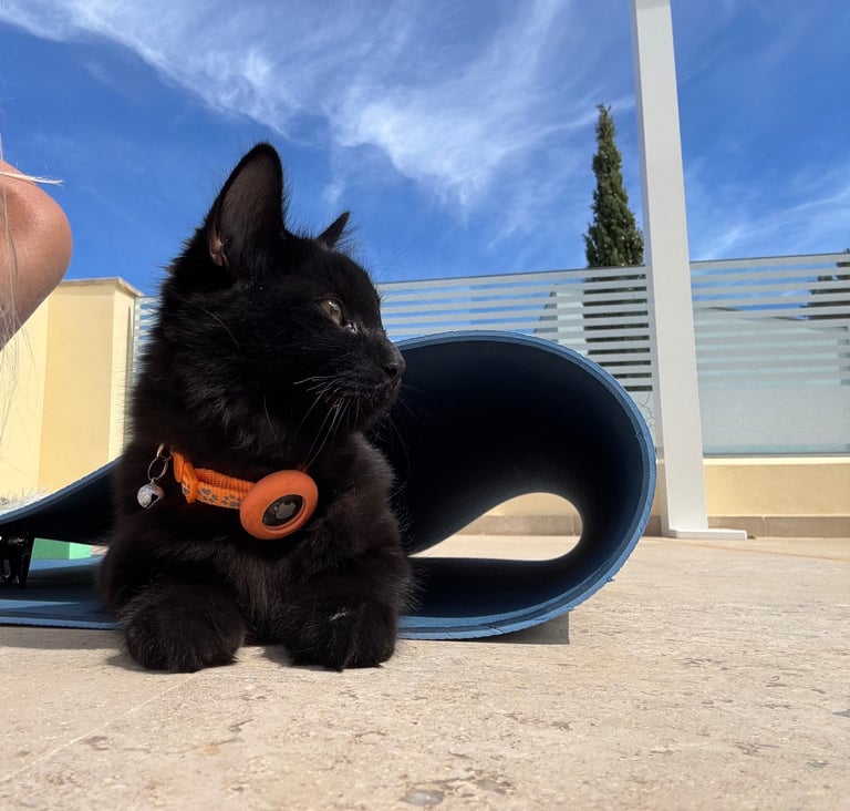 Affectionate, black Siberian-mix  11 months kitten