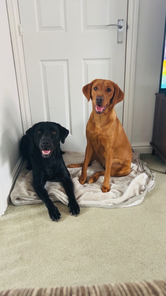 3 Labrador puppies left 