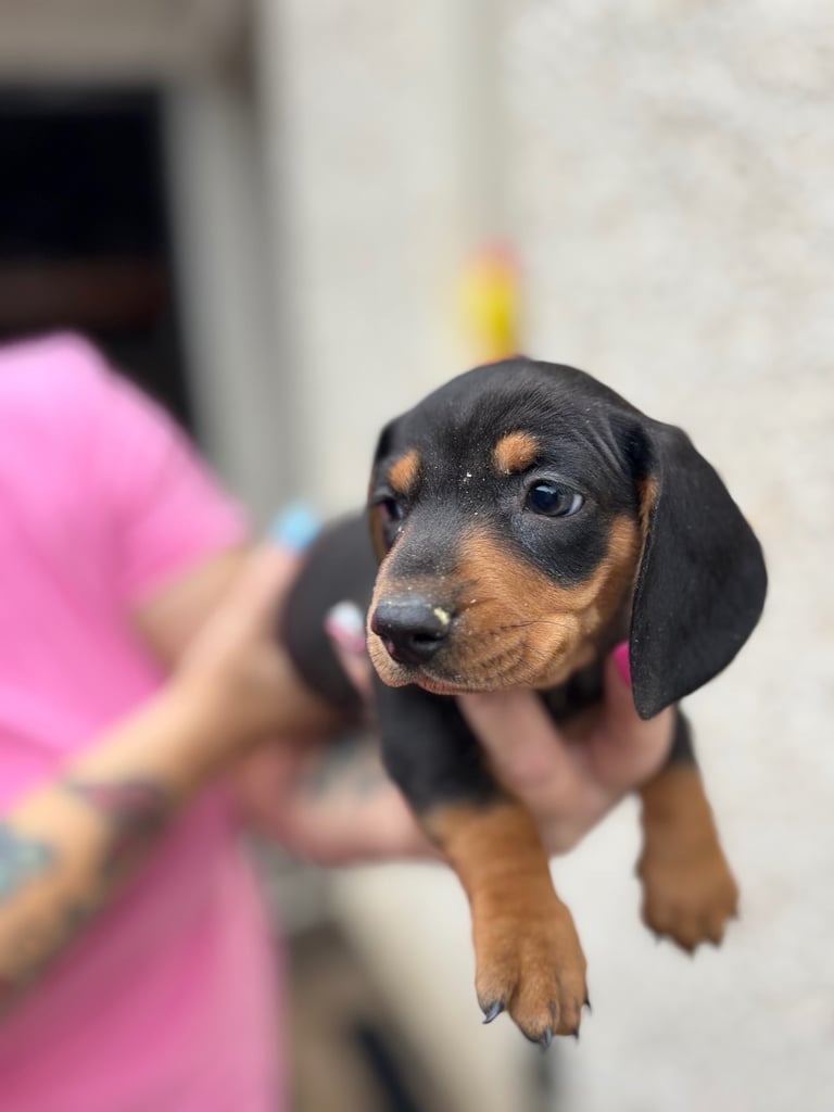 Miniature dachshund puppy