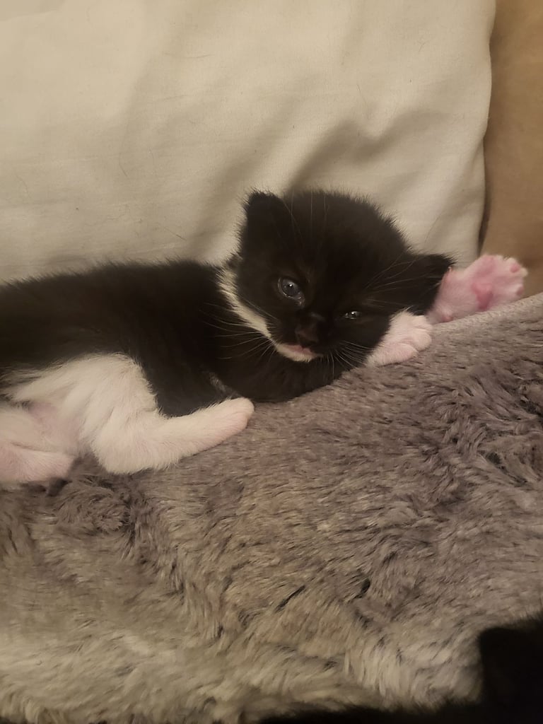 Kittens for sale ready to leave now