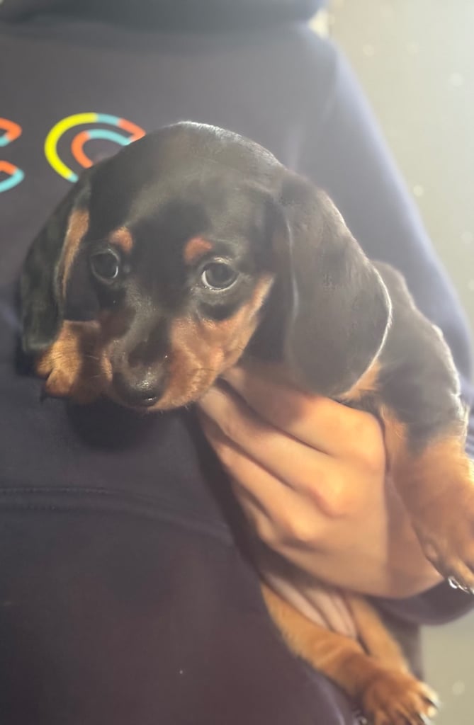 KC Miniture Dachshund Puppy