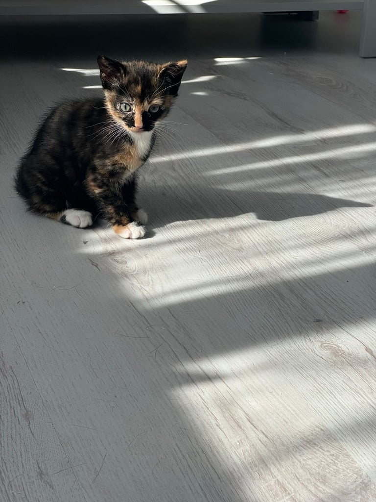 female kittens for sale