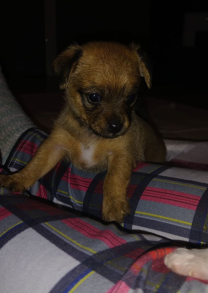 2 boy lhasa/chihuahua. 