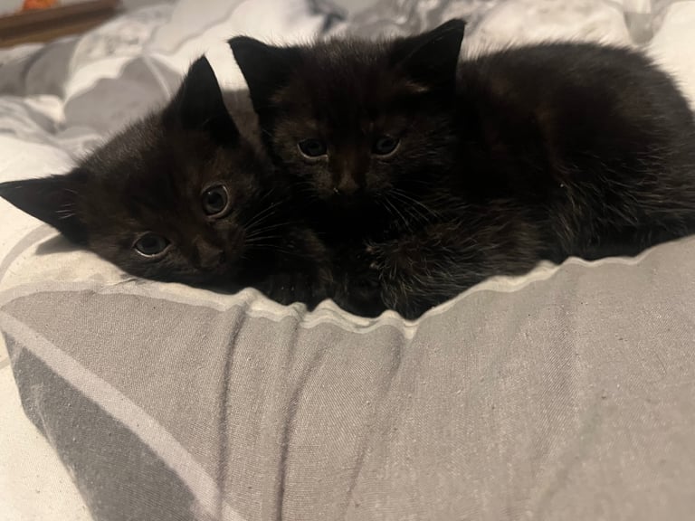 Male and female kitten