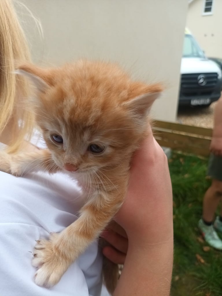6 Kittens and Mother For Sale