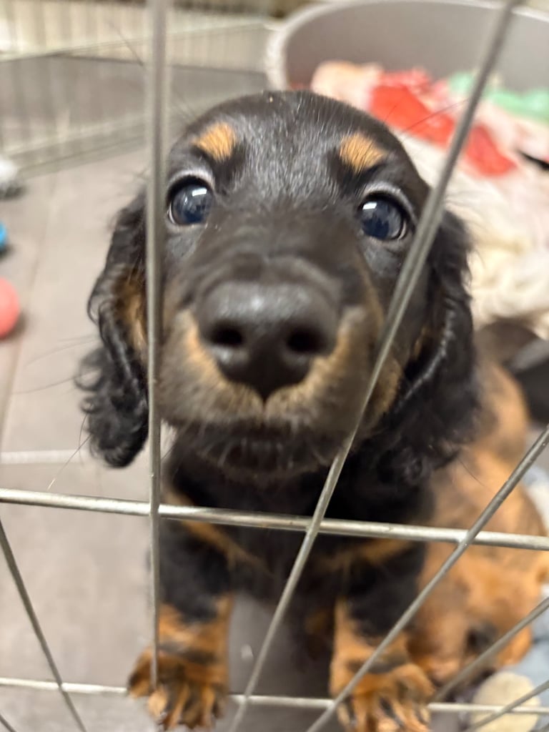 IKC REG! Male Miniature dachshund puppies