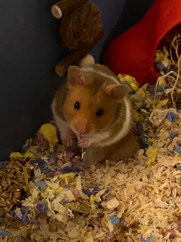 Syrian hamster