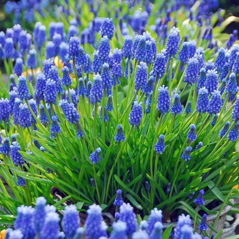 Large Muscari / Grape Hyacinth Pots - £2 each