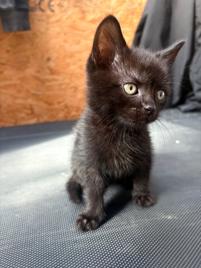 2 kittens for sale