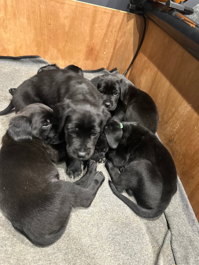 Cane corso puppies
