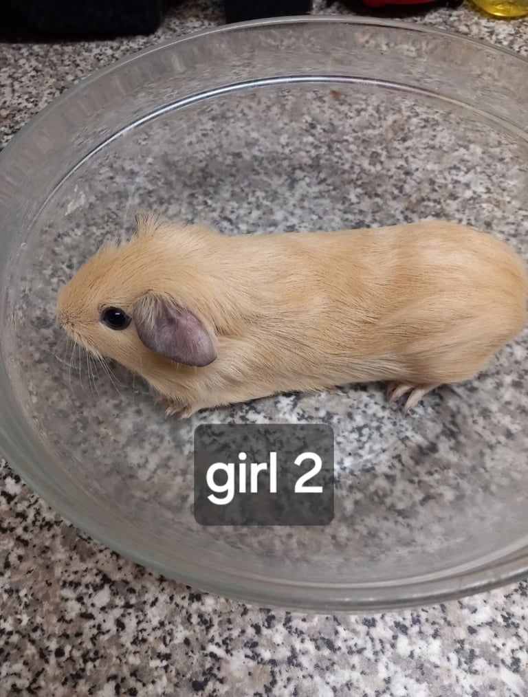Baby guineapigs, handled, ready to go