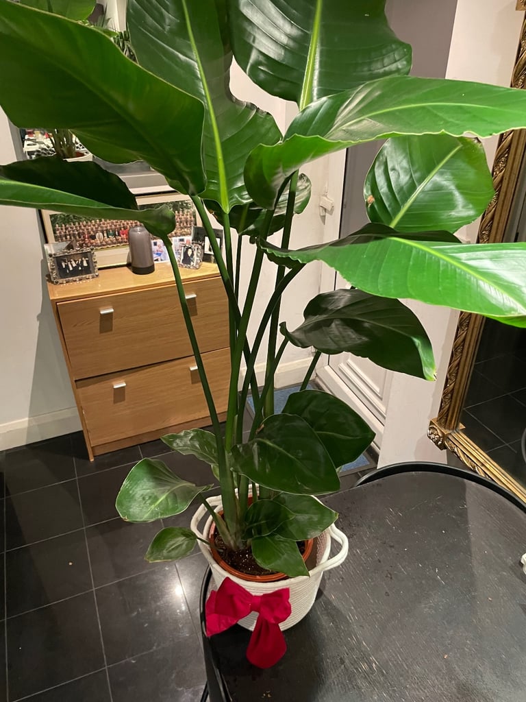 Extra large Strelitzia Nicolai plant (real)