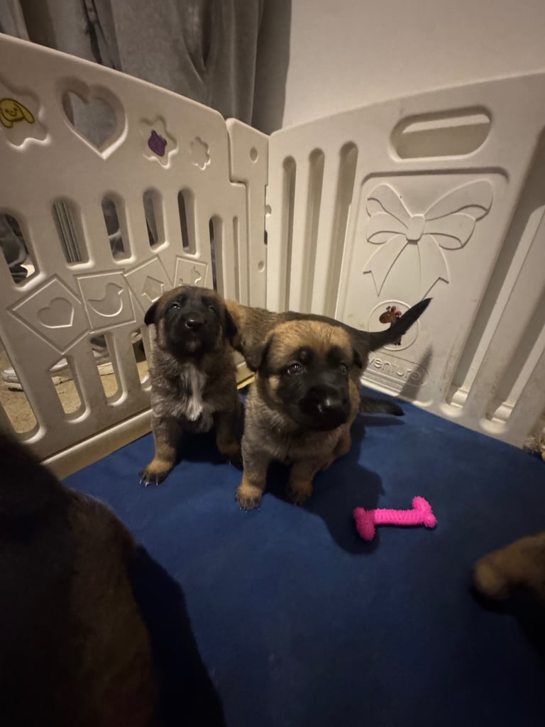 8 beautiful Malisheps