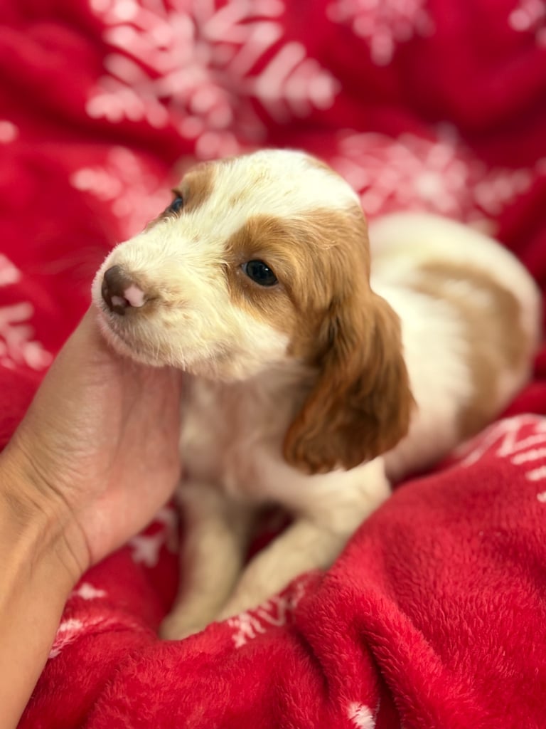Beautiful Cocker Spaniel Puppys 😍