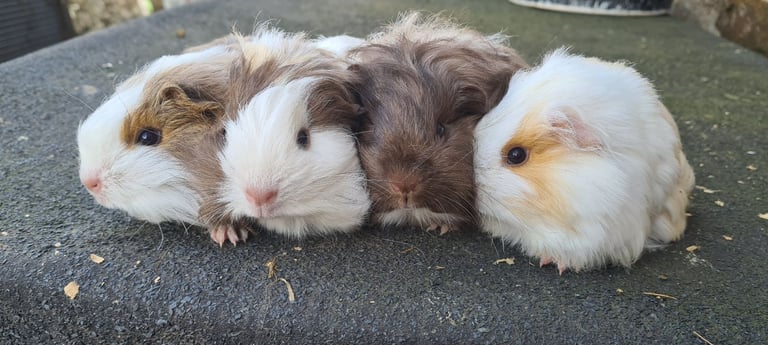 image for Pure sheltie guinea pigs 