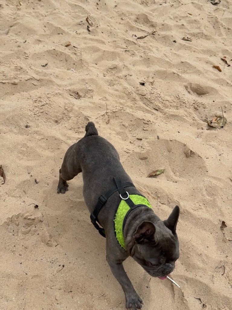 Rehome 