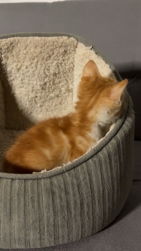 8 week old Ginger kitten ready to leave!
