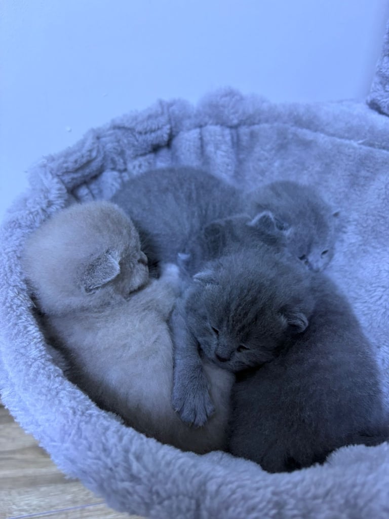 Kitten biritish shorthair 